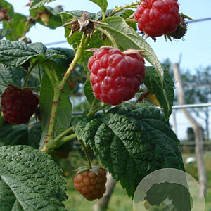 Rubus idaeus 'Tummelberry' 50-80 cm 3,0L