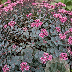 Sedum cauticola GM P9