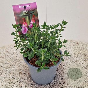 Teucrium lucidrys GM P9 BIO