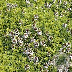 Thymus citriod. 'Aureus' GM P9 BIO