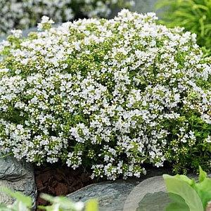 Thymus praecox 'Albiflorus' GM P9 BIO