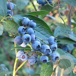 Vaccinium c. 'Bluecrop' GM 1.5