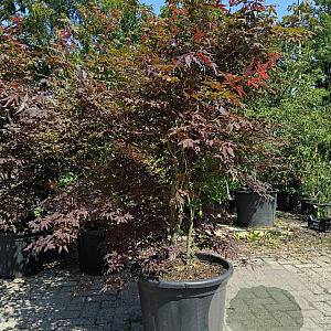 Acer pal. 'Atropurpureum' 150-175 cm 40L meerstammig
