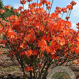 Azalea (M) 'Koster's Brilliant Red' 40 cm 5,0L