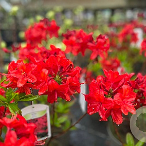 Azalea (KH) 'Nabucco' 20-25 cm 3,0L