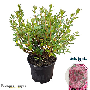 Azalea (J) 'Silvester' 20-25 cm 2,0L