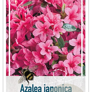 Azalea (J) 'Silvester' 20-25 cm 2,0L