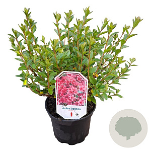 Azalea (J) 'Silvester' 20-25 cm 2,0L