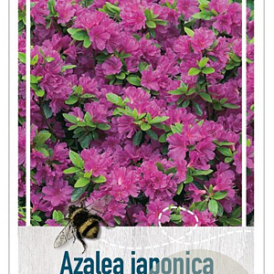 Azalea (J) 'Takako' 25-30 cm 4,0L