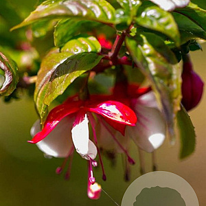 Fuchsia 'Madame Cornelissen' 30-40 cm 3,0L