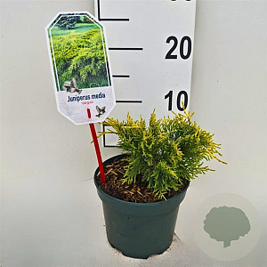 Juniperus media 'Old Gold' 25-30 cm 2,0L