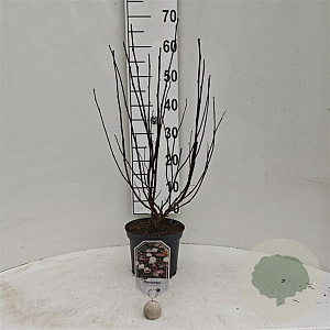 Physocarpus opulifolius 'Diable d'Or' 30-40 cm 3,0L