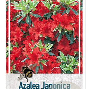 Rhododendron (AJ) Geisha Red 20-25 cm 2,0L