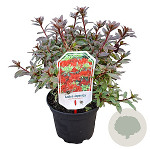 Rhododendron (AJ) Geisha Red 20-25 cm 2,0L
