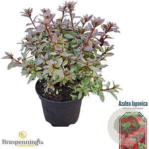 Rhododendron (AJ) Geisha Red 20-25 cm 2,0L
