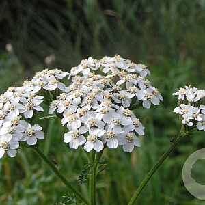 Achillea millefolium GM P13 Biologisch