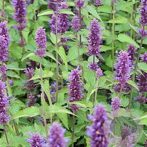 Agastache 'After Eight' GM P13 Biologisch
