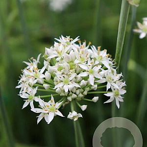 Allium tuberosum GM P13 Biologisch