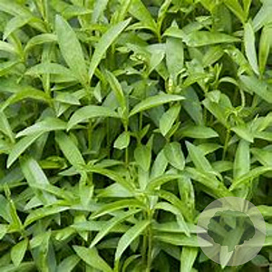 Artemisia dracunculus GM P13 Biologisch