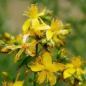 Hypericum perforatum GM P13 Biologisch