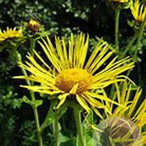Inula helenium GM P13 Biologisch