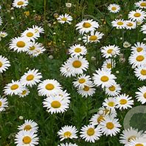 Leucanthemum vulgare GM P13 Biologisch