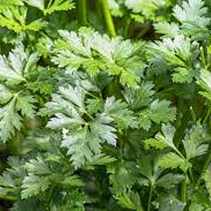 Petroselinum crispum neapolitanum GM P13 Biologisch