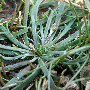 Plantago coronopus GM P13 Biologisch