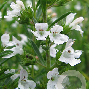 Satureja montana GM P13 Biologisch