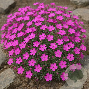 Saponaria ocymoides GM P13 Biologisch