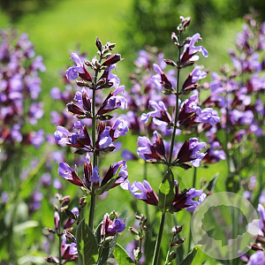 Salvia officinalis GM P13 Biologisch