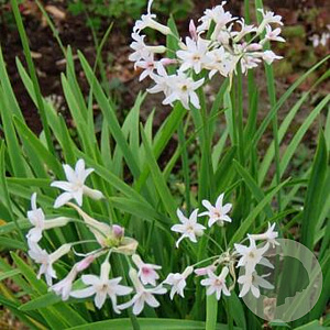 Tulbaghia violacea GM P13 Biologisch