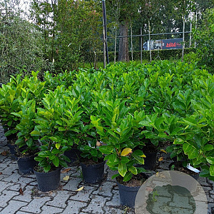 Prunus I. 'Rotundifolia' 60-80 cm 5,0L
