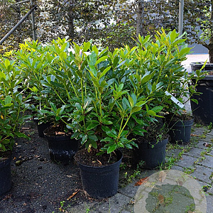 Rhododendron 'Cunningham's White' 60-80 cm 10L