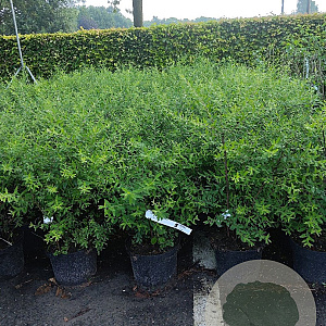 Spiraea cinerea 'Grefsheim' 40-60 cm 5,0L