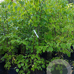Tilia cordata 175-200 cm 35L