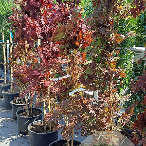 Acer pal. 'Atropurpureum' 175-200 cm 35L