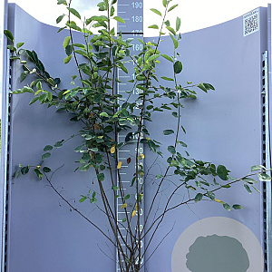 Amelanchier lamarckii 125-150 cm 10L
