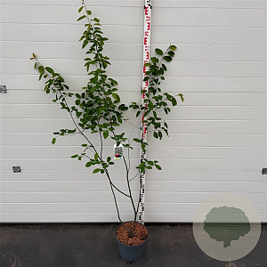 Amelanchier lamarckii 125-150 cm 10L