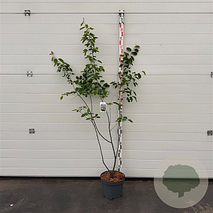 Amelanchier lamarckii 125-150 cm 10L