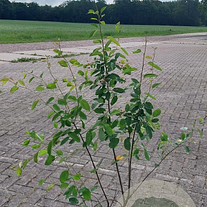 Amelanchier lamarckii 125-150 cm 10L