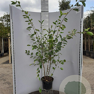 Amelanchier lamarckii 125-150 cm 10L
