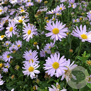 Kalimeris incisa 'Madiva' GM P9
