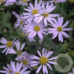 Kalimeris incisa 'Madiva' GM P9
