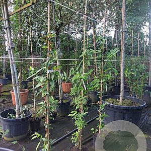 Lonicera henryi 150-175 cm vierkant rond 5,5L