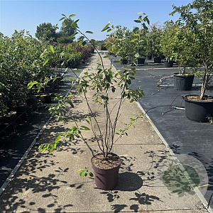 Amelanchier lamarckii 100-125 cm 15L