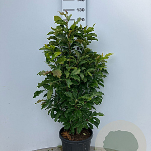 Magnolia 'Susan' 100-125 cm 20L