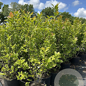 Magnolia 'Susan' 100-125 cm 20L