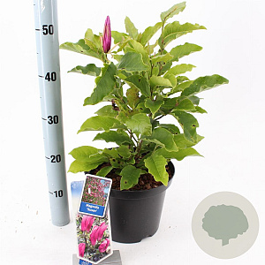Magnolia 'Susan' 40-50 cm 5,0L