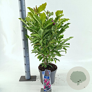 Magnolia 'Susan' 40-50 cm 5,0L